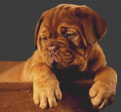 (image for) Dogue de Bordeaux Puppy